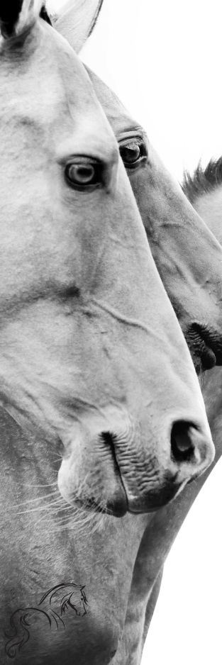haftpflichtversicherung pferd kosten